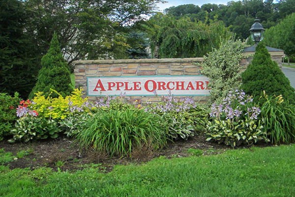 Apple Orchard